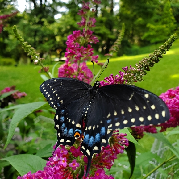 Meet your Posher, Teresa - Picture 7 of 16